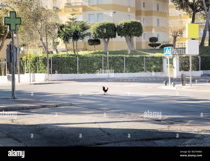Guide to chicken road 2 casino Guide to chicken road 2 casino
